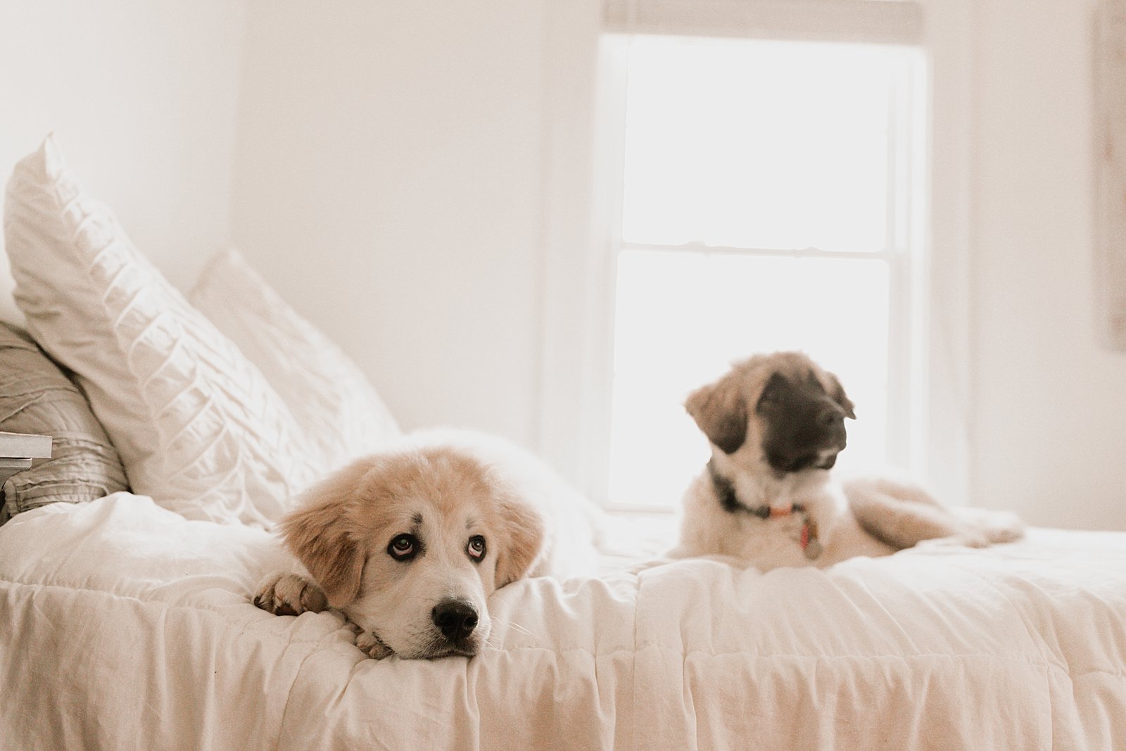 sam + trey puppies | Wyn Wiley Photography_1723
